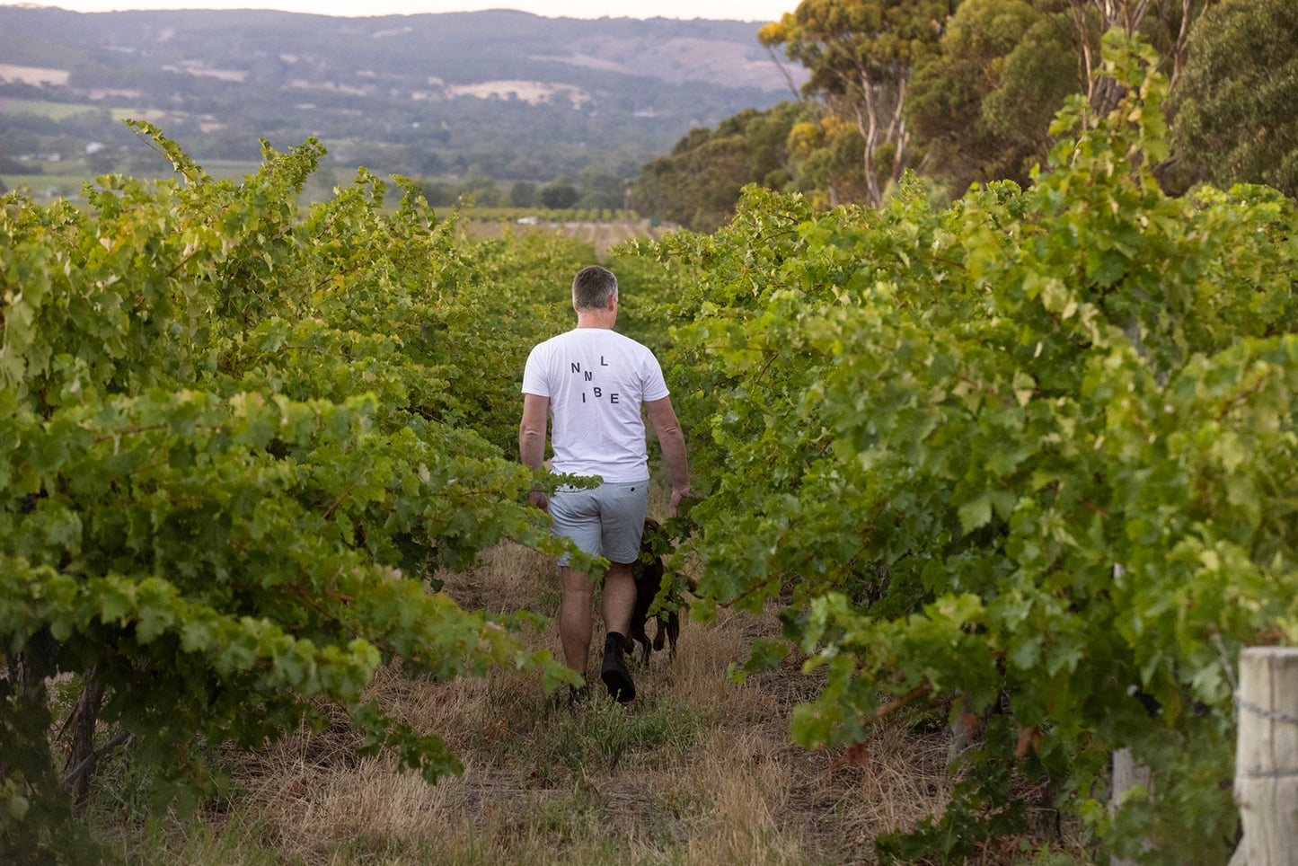 The Nimble Vintner