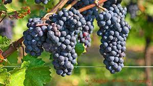 What should I look for when buying Australian Pinot Noir?